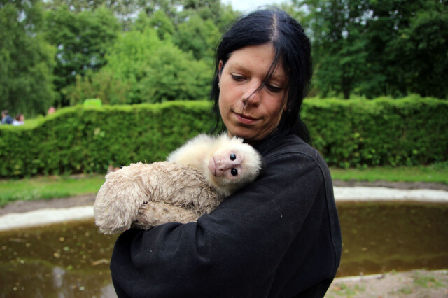 ZOOLOGISK HAGE: Lille Mally ble forlatt av Bieber i München, ettersom ungpikeidolet ikke fikk lov til å ha med seg den lille apekatten inn i landet. Nå lever Mally livets glade dager i en zoologisk hage i Nord-Tyskland. Her med en av de ansatte. Foto: Serengeti Park / Splash News/ All Over Press ZOOLOGISK HAGE: Lille Mally ble forlatt av Bieber i München, ettersom ungpikeidolet ikke fikk lov til å ha med seg den lille apekatten inn i landet. Nå lever Mally livets glade dager i en zoologisk hage i Nord-Tyskland. Her med en av de ansatte. Foto: Serengeti Park / Splash News/ All Over Press